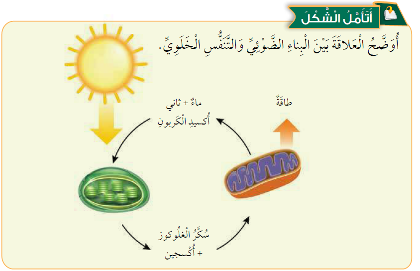 الفرق بين التنفس الخلوي والبناء الضوئي